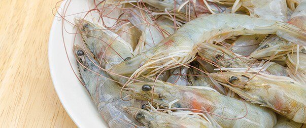 gamba