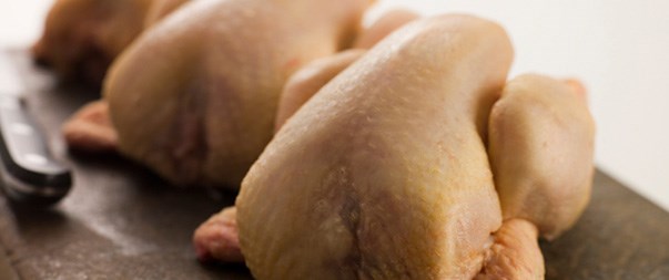 pollo