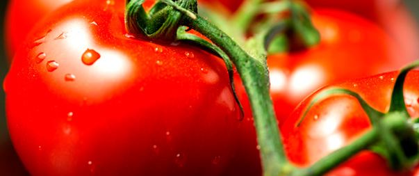 Tomate