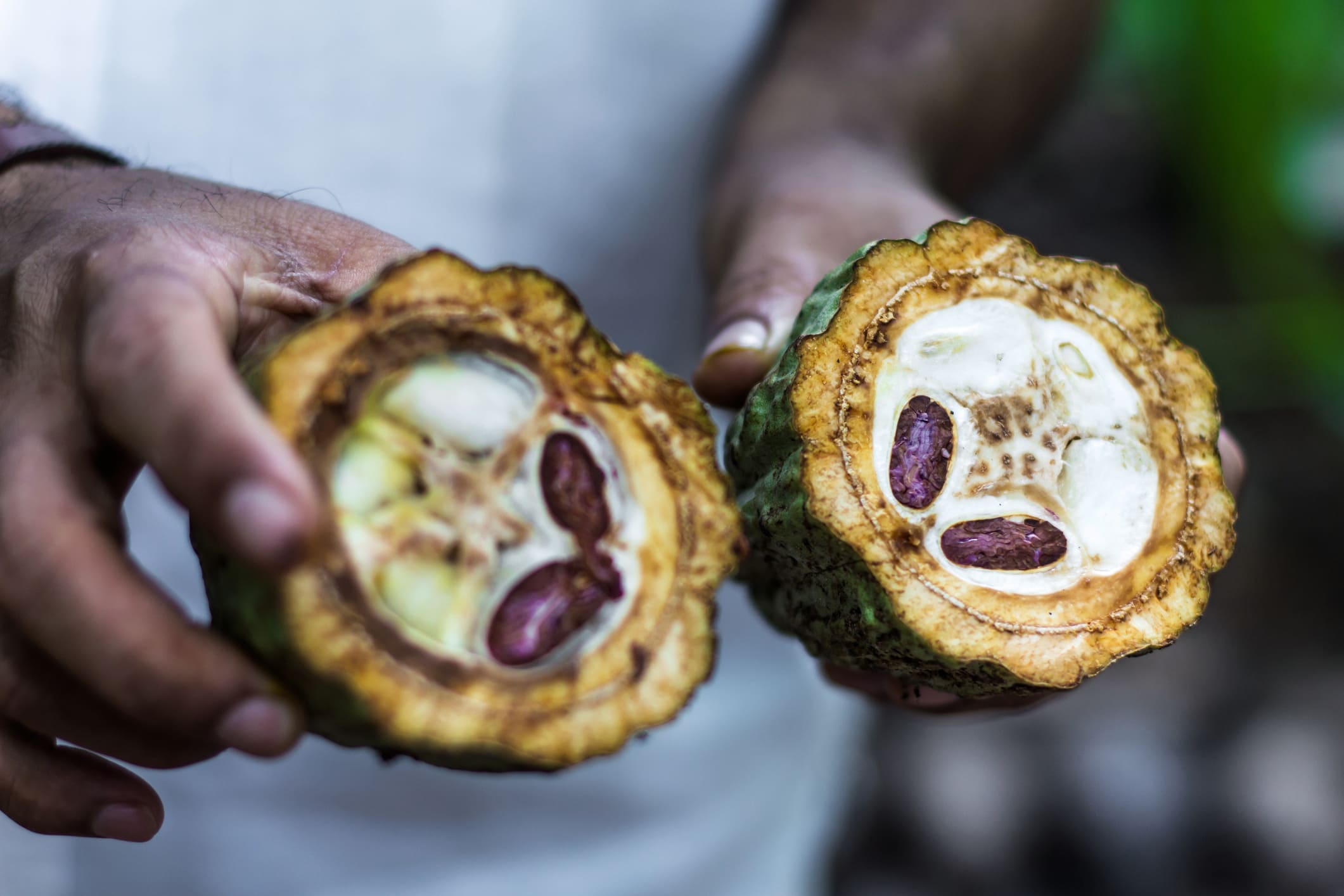 Cacao1