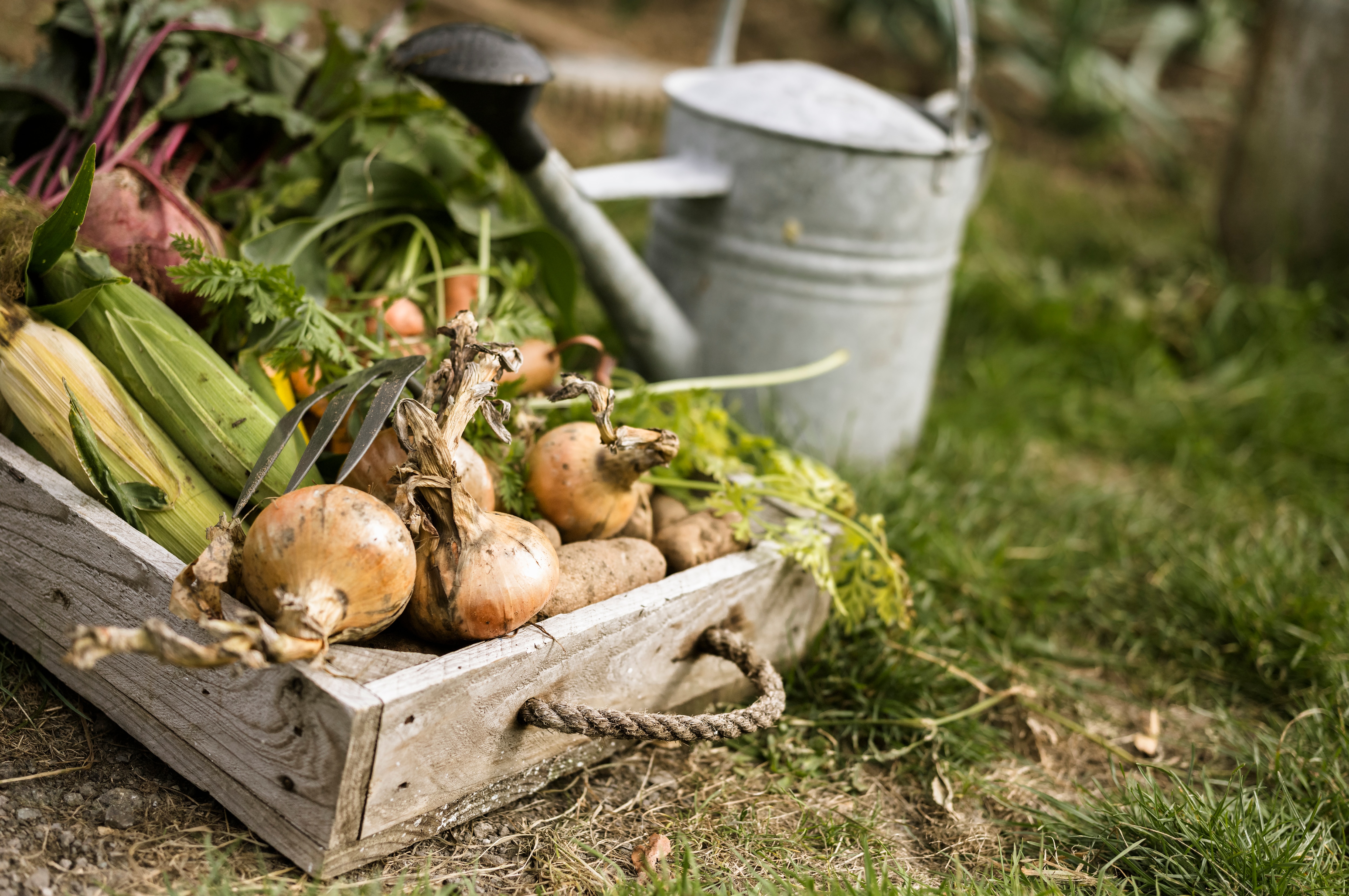 Frutas y verduras de temporada