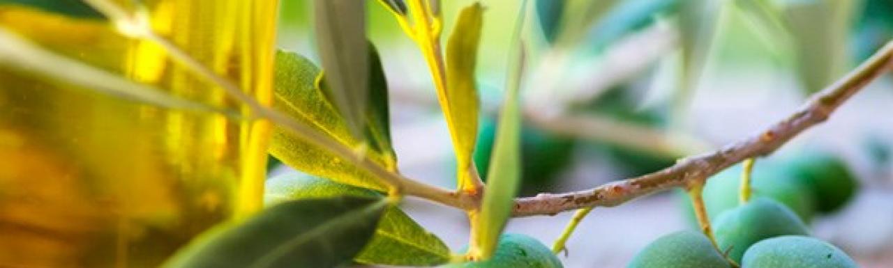 aceite oliva