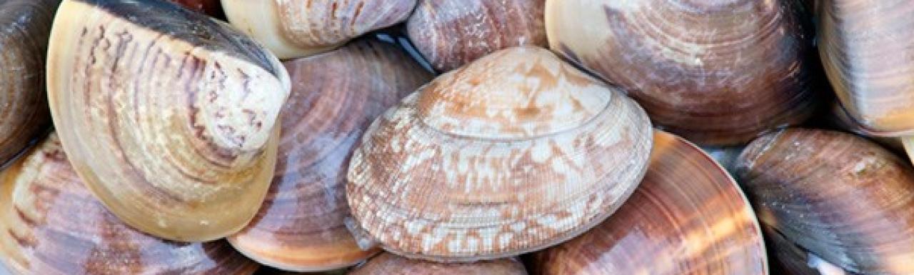 almejas