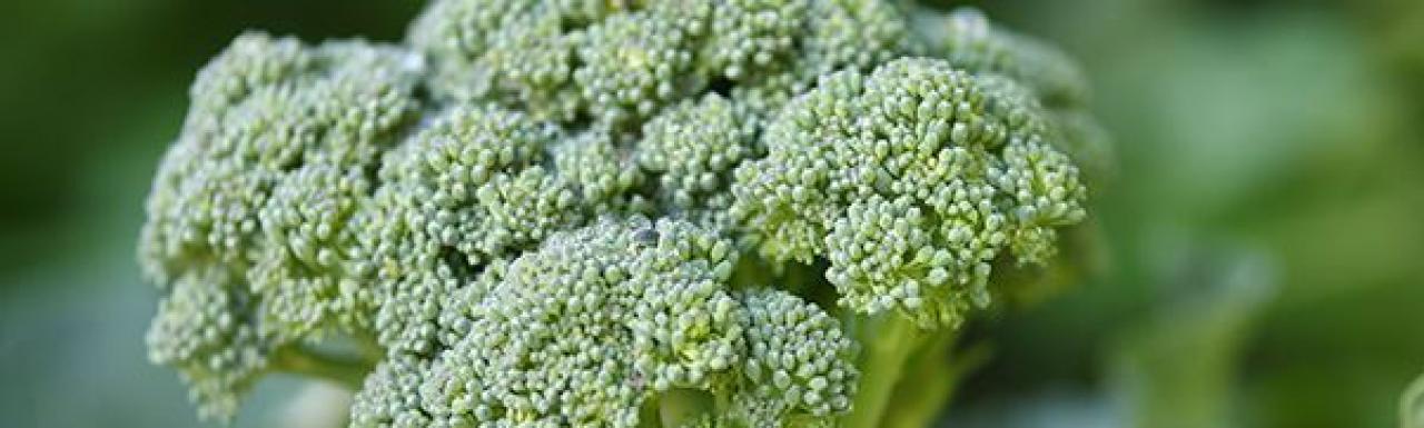Brócoli