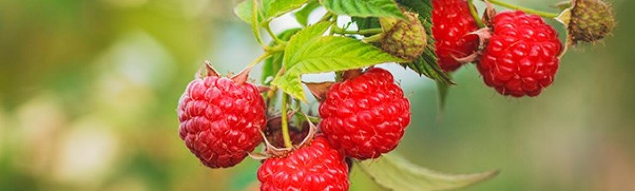 frambuesa
