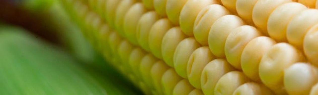 maíz