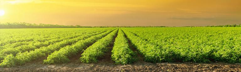 header-historia-solis