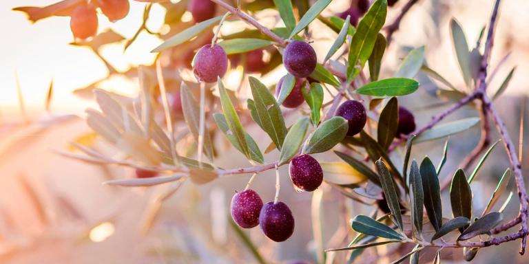 La pulpa de las aceitunas almacena, entre otros, el ácido oleico