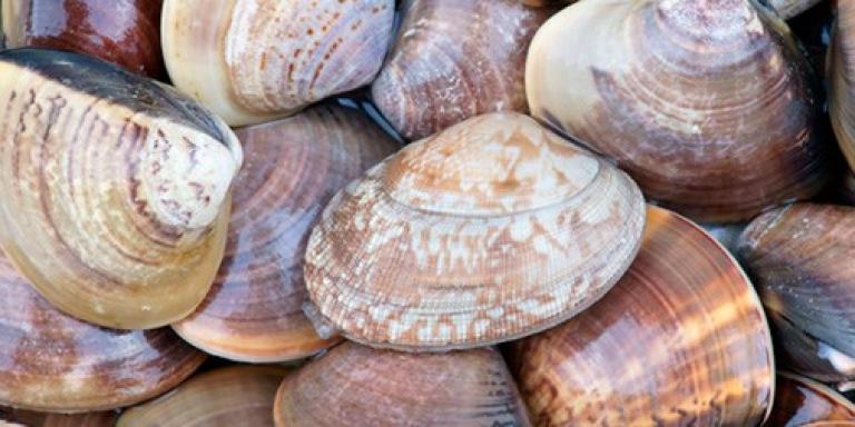 almejas