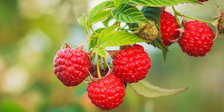 frambuesa