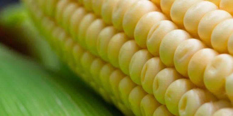 maíz