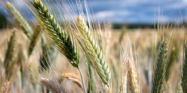 Espiga de Trigo