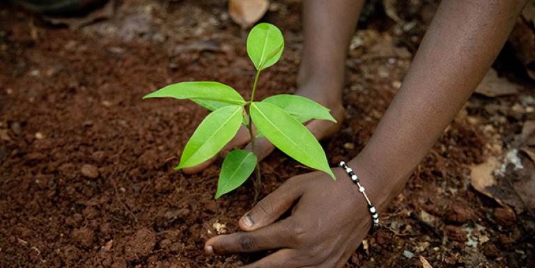 PLANTACIÓN DE ÁRBOLES