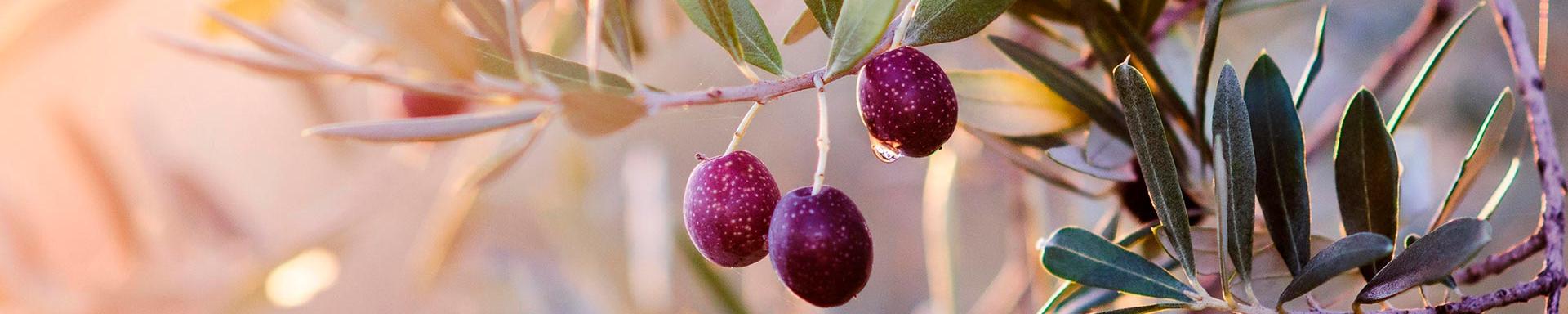 La pulpa de las aceitunas almacena, entre otros, el ácido oleico