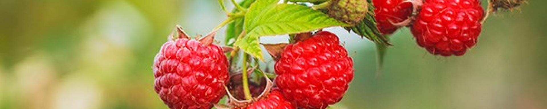 frambuesa