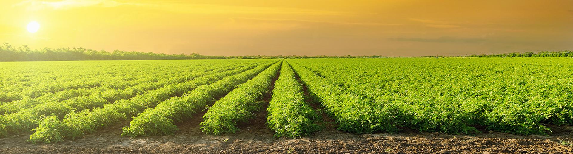 Sostenibilidad Kétchup Solís