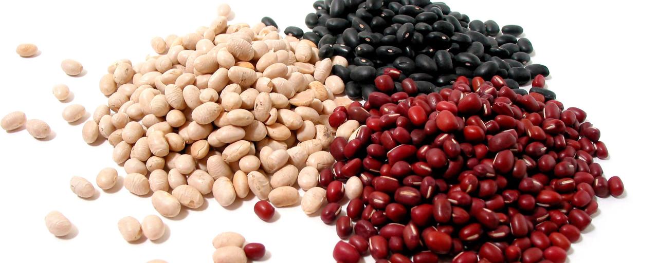 Las alubias o judías blancas también son llamadas frijoles, habichuelas o porotos, según la región