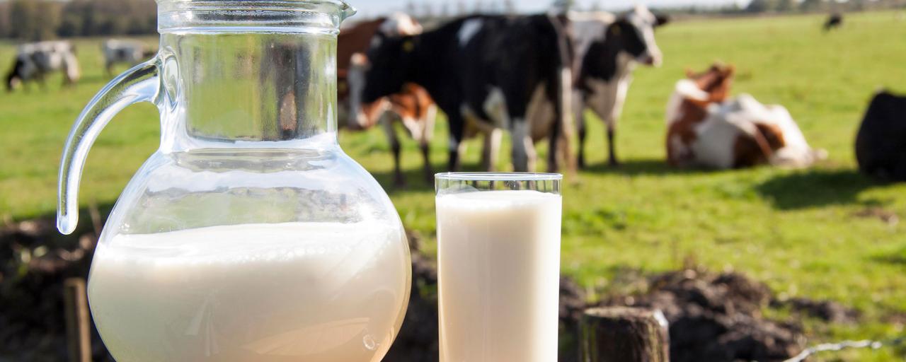 La alergia a la proteína de la leche de vaca es habitual entre la población infantil
